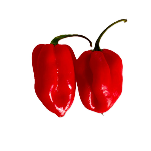Red Scotch Bonnet Hot Pepper 25 Seeds