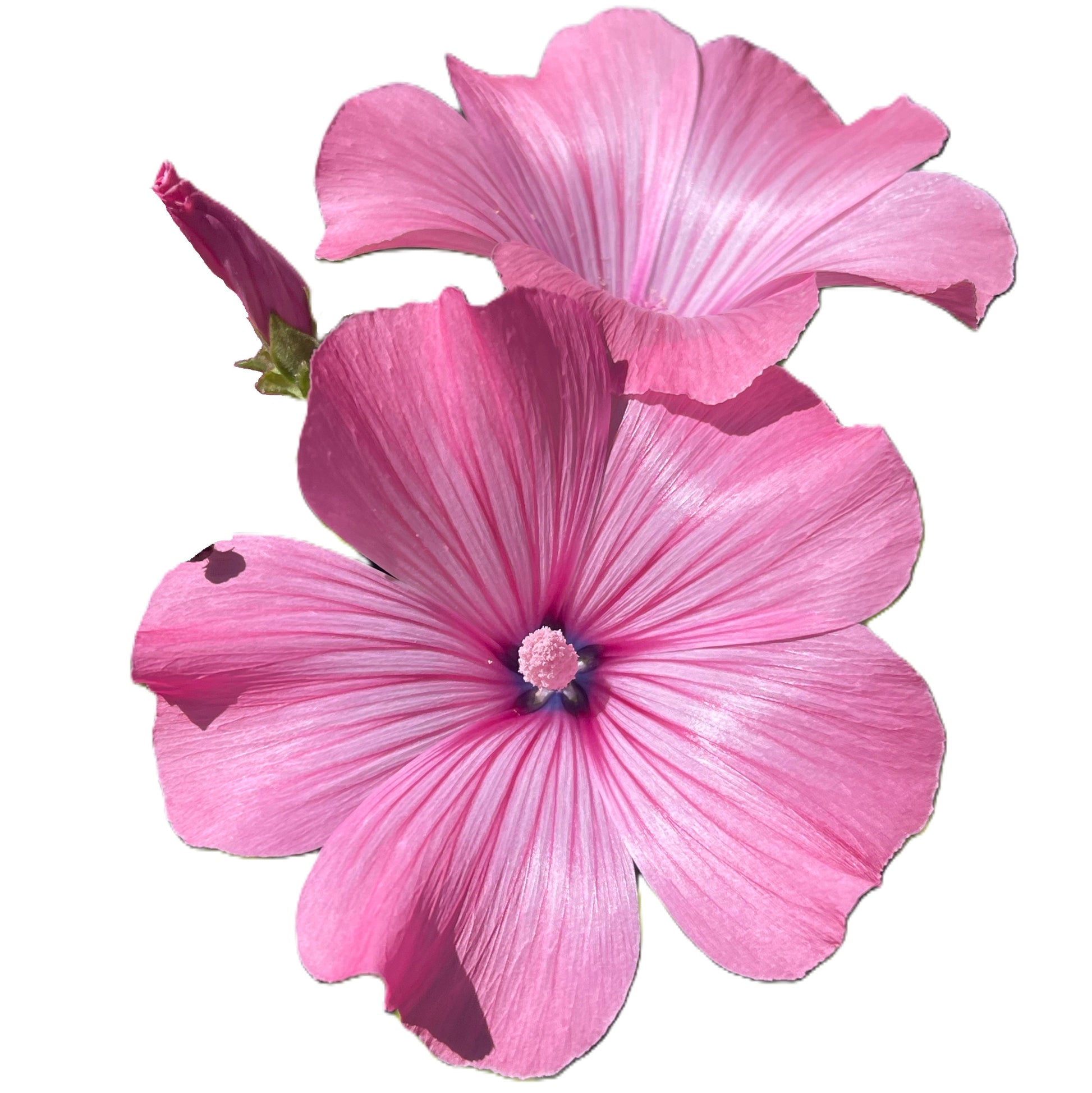 Twins Hot Pink Lavatera Seeds