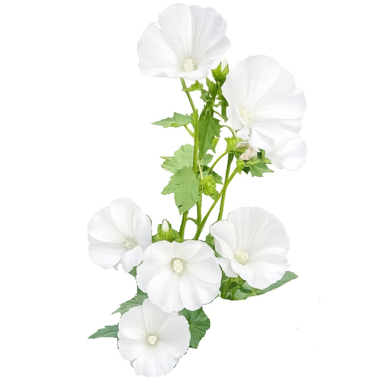 Mont Blanc Lavatera 25 Seeds