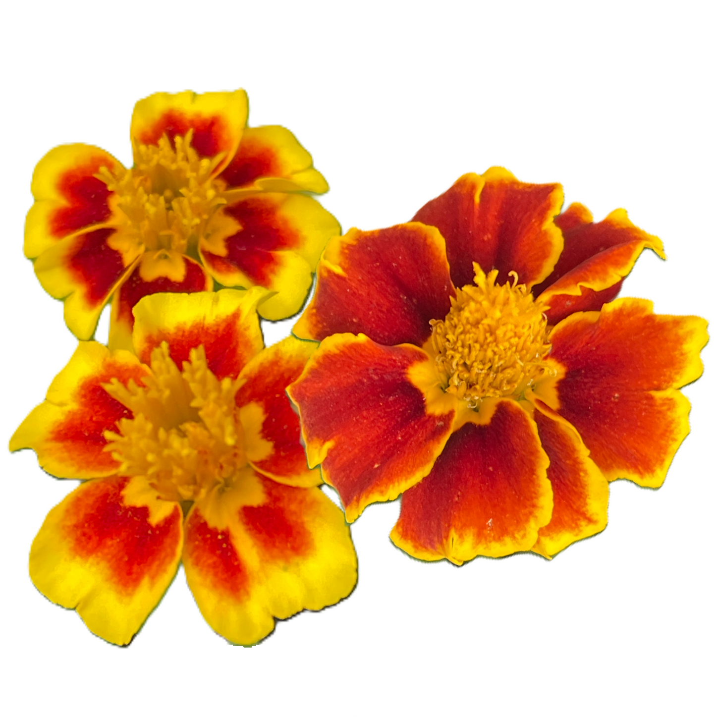 Single ‘Legion of Honour’ Marigold  Seeds