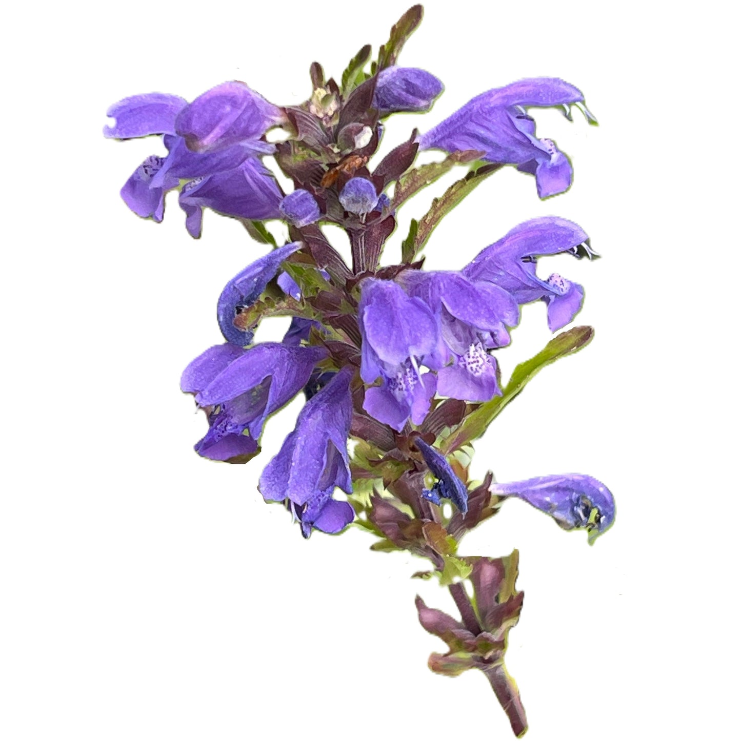 Moldavian Dragonhead 50 Seeds