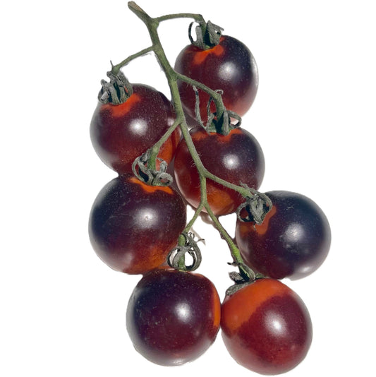 Midnight Snack Tomato 25 Seeds