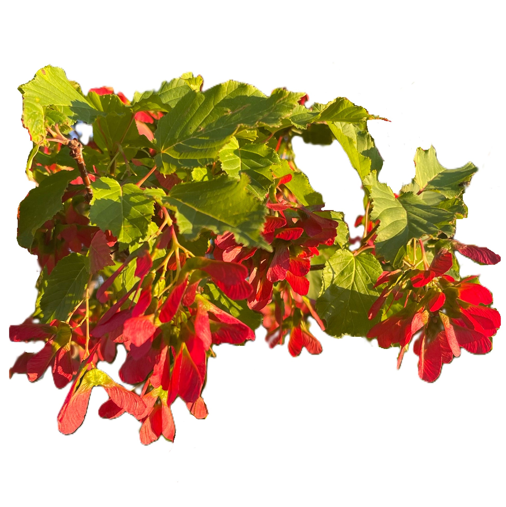 Tatarian Maple Seeds