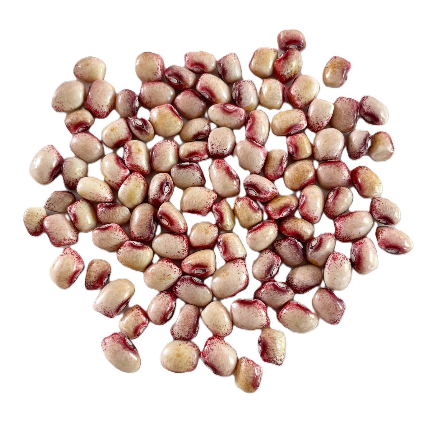 Mayflower Pole Bean, Amish Knuttle Bean Seeds