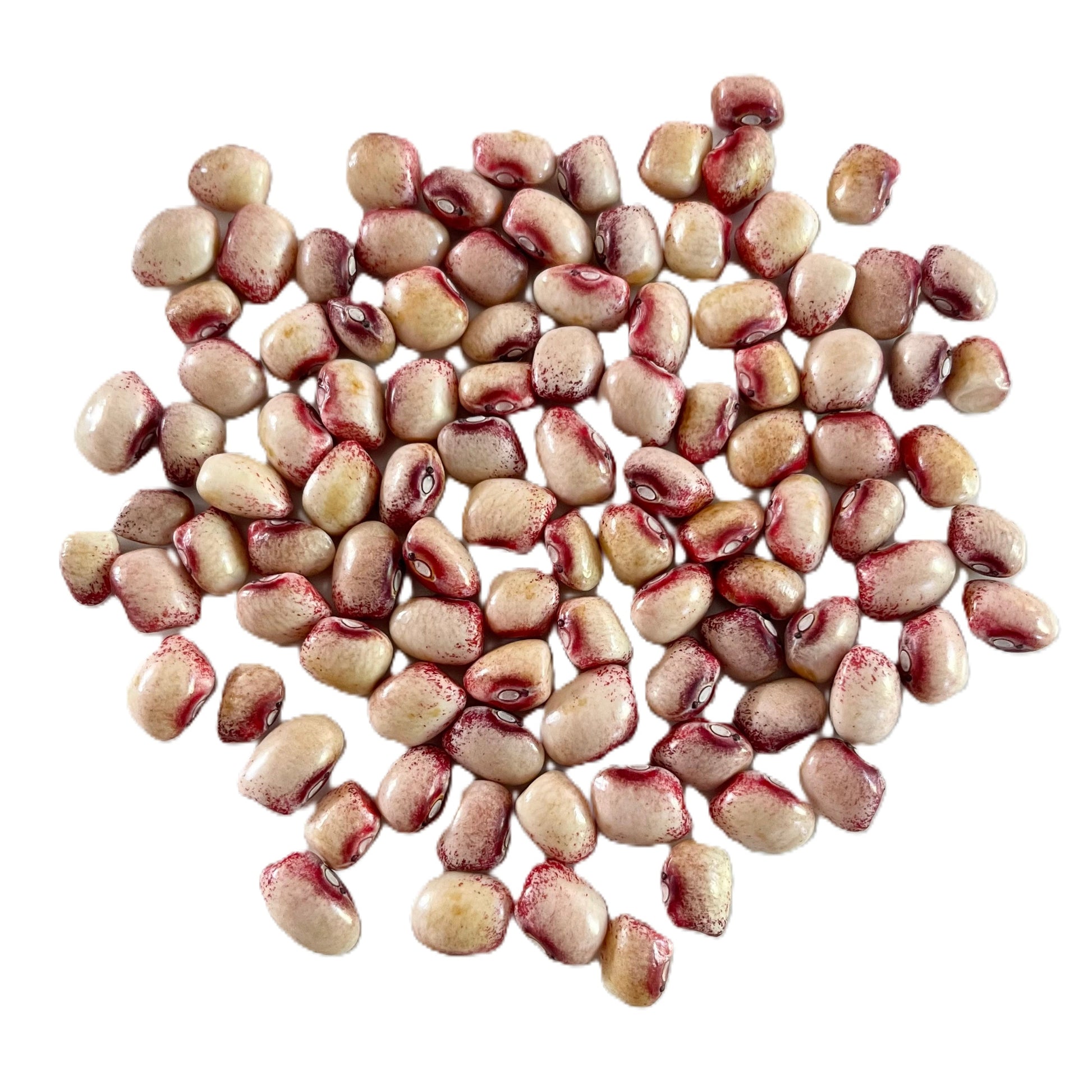 Mayflower Pole Bean, Amish Knuttle Bean Seeds