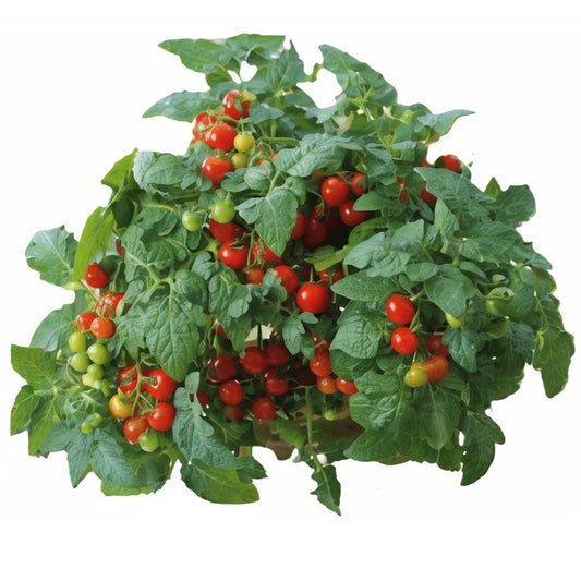 Minibell Micro Dwarf Tomato Seeds