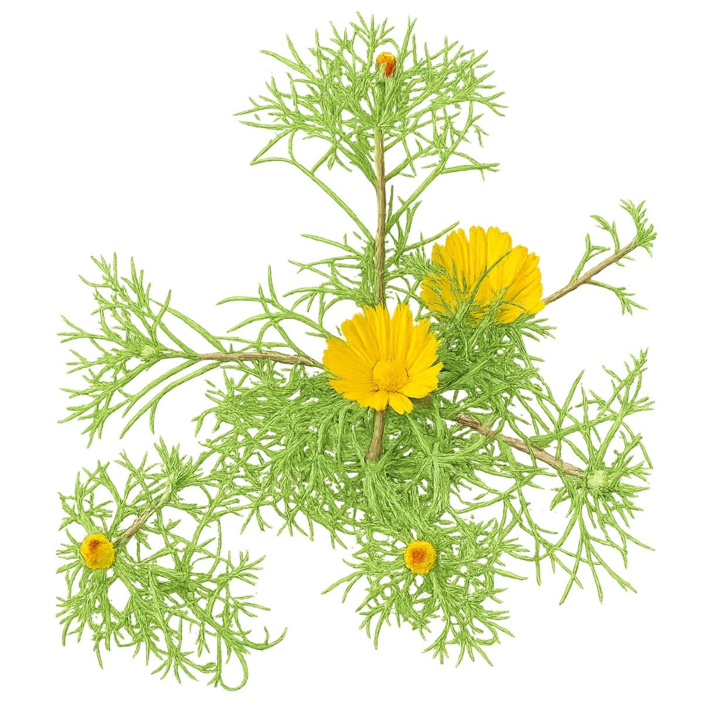 Moroccan Chamomile 100 Seeds