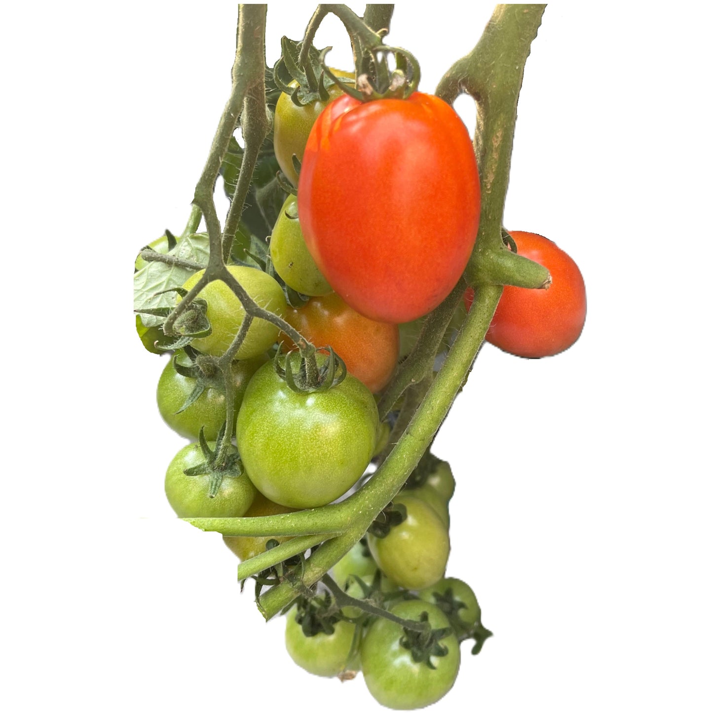 Little Napoli Tomato 25 Seeds