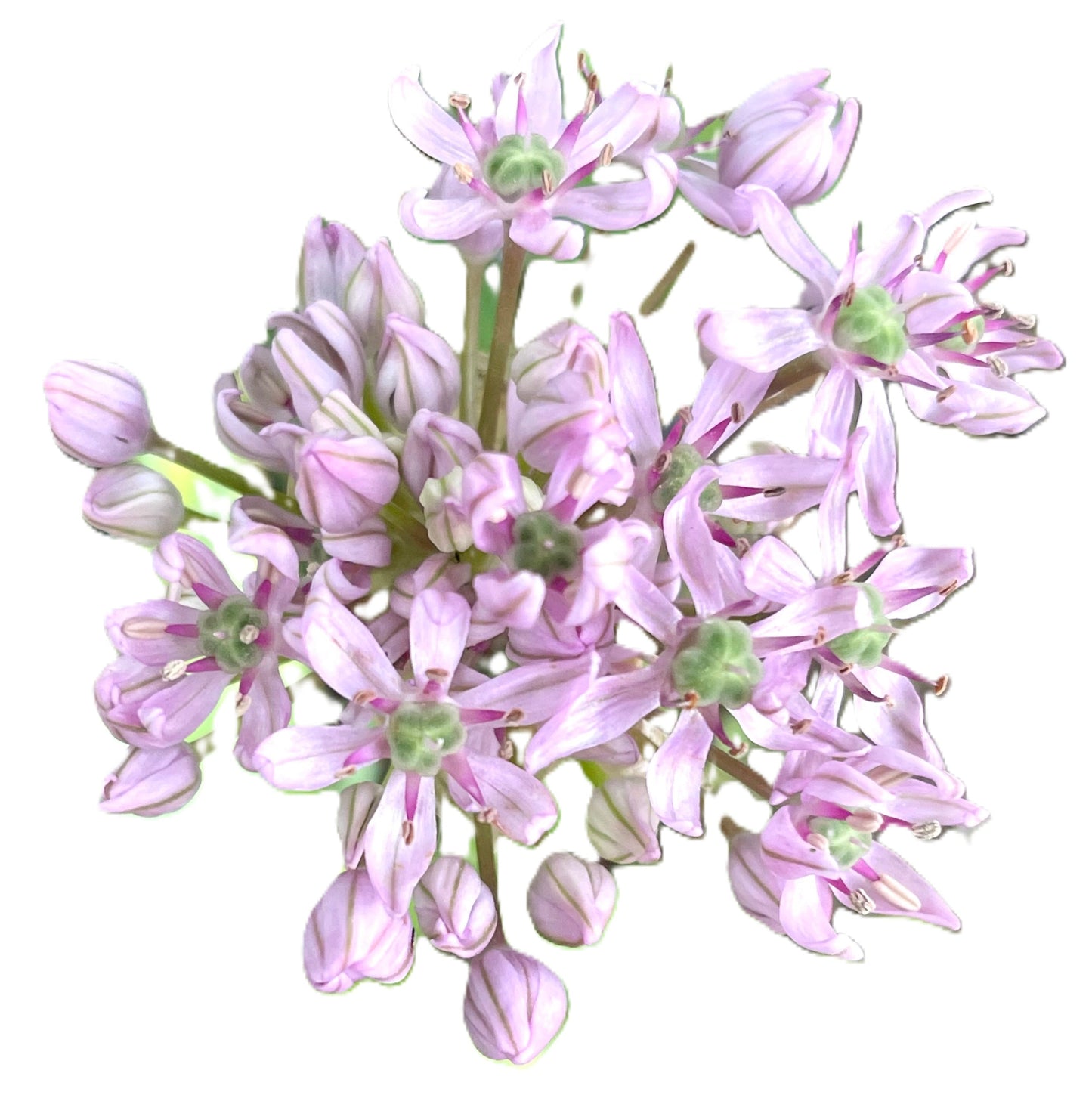 Pink Jewel Allium  25 Seeds