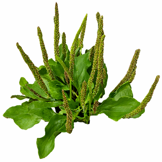 Broadleaf Plantain Seeds