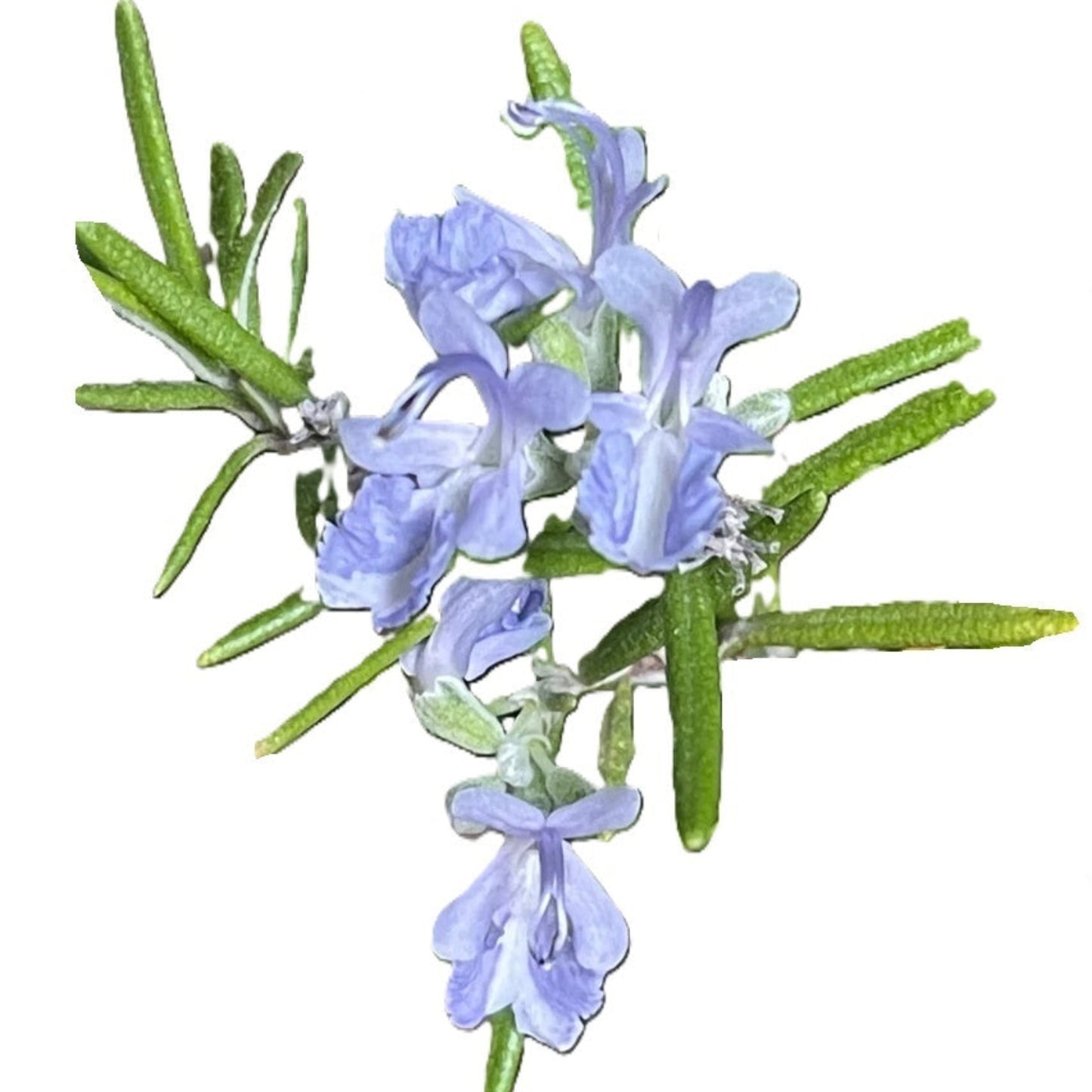 Rosemary Seeds