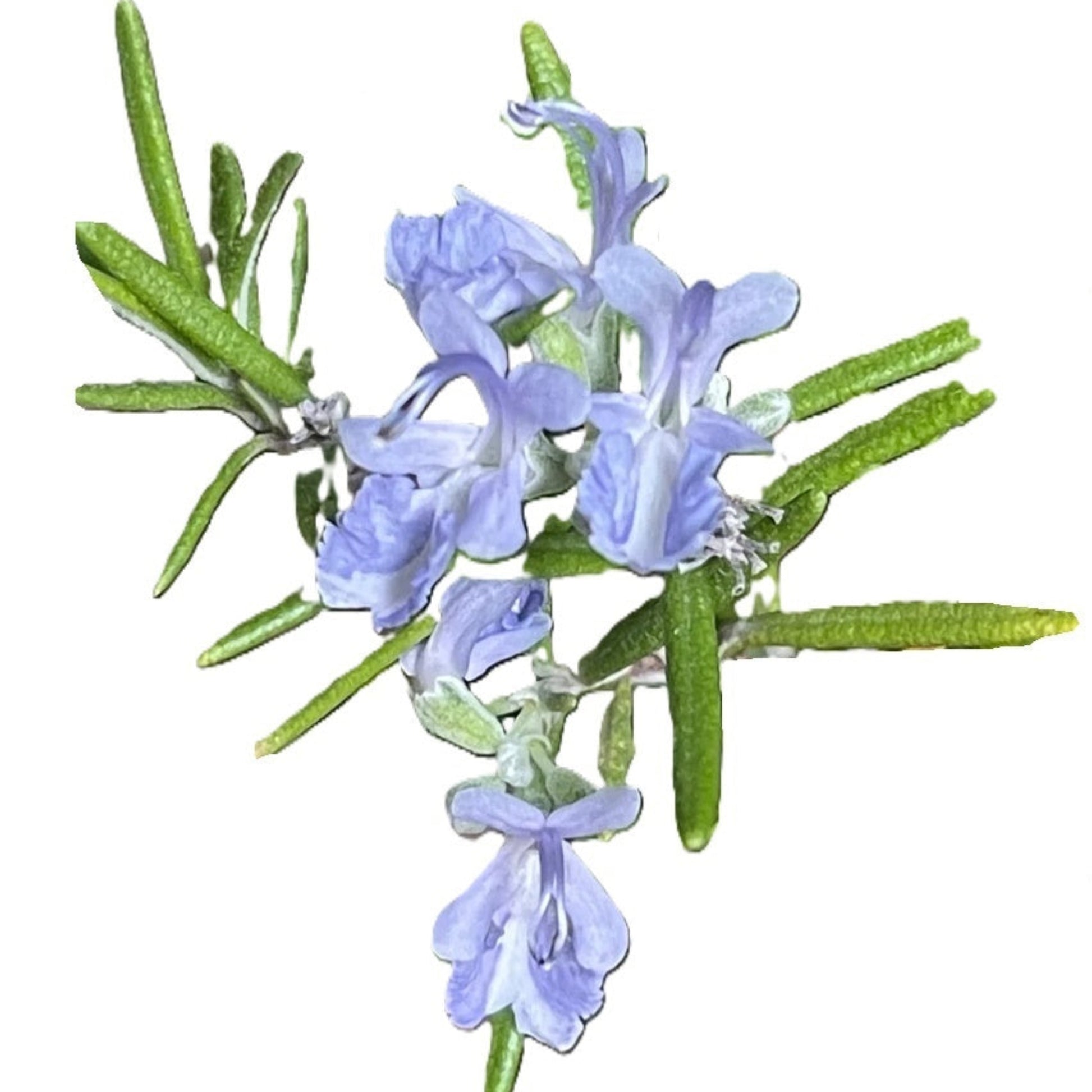 Rosemary Seeds