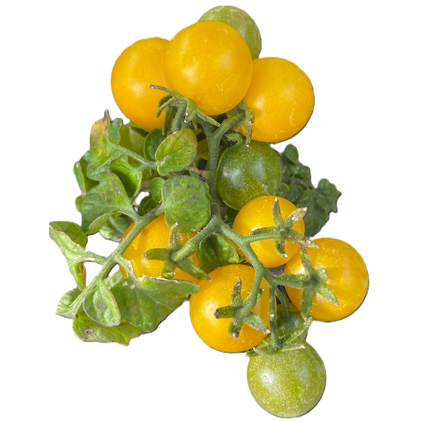 Regina Yellow Micro Dwarf Tomato Seeds