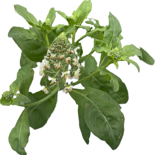 Garden Mignonette 50 Seeds