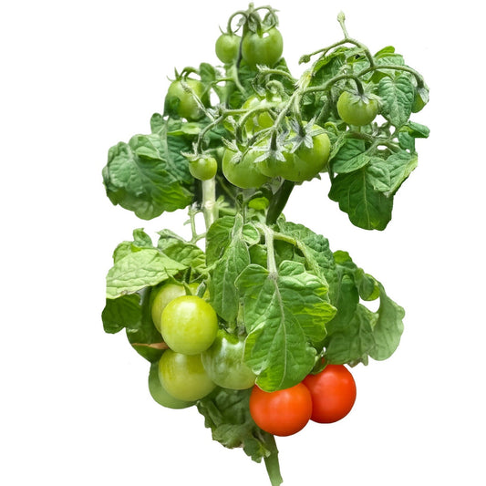 Red Robin Micro Dwarf Tomato Seeds
