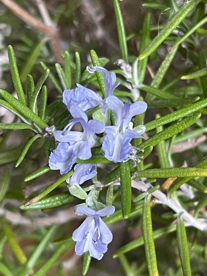 Rosemary 20 Seeds