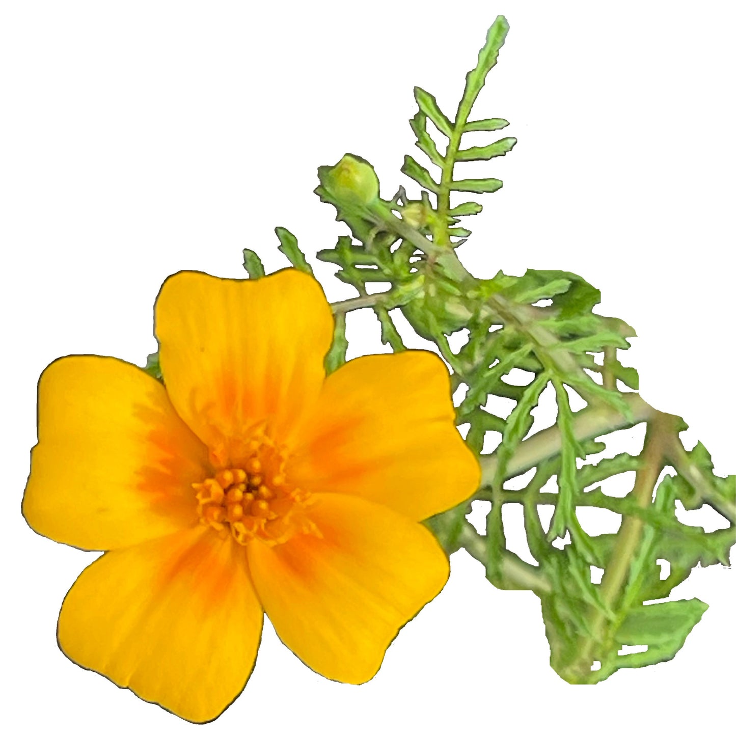 Signet Marigold Orange Gem 50 Seeds