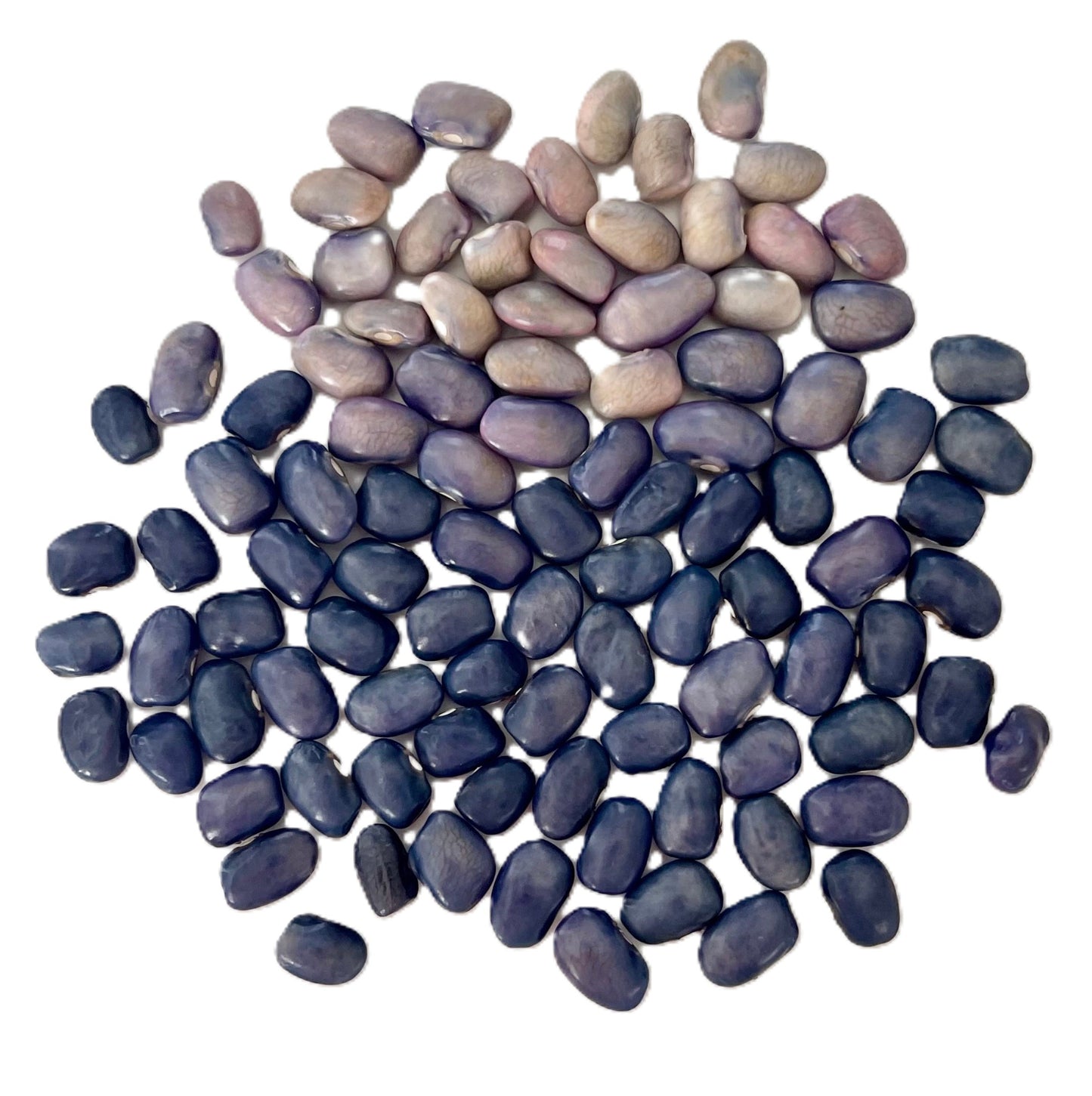 San Bernardo Blue Bean Seeds