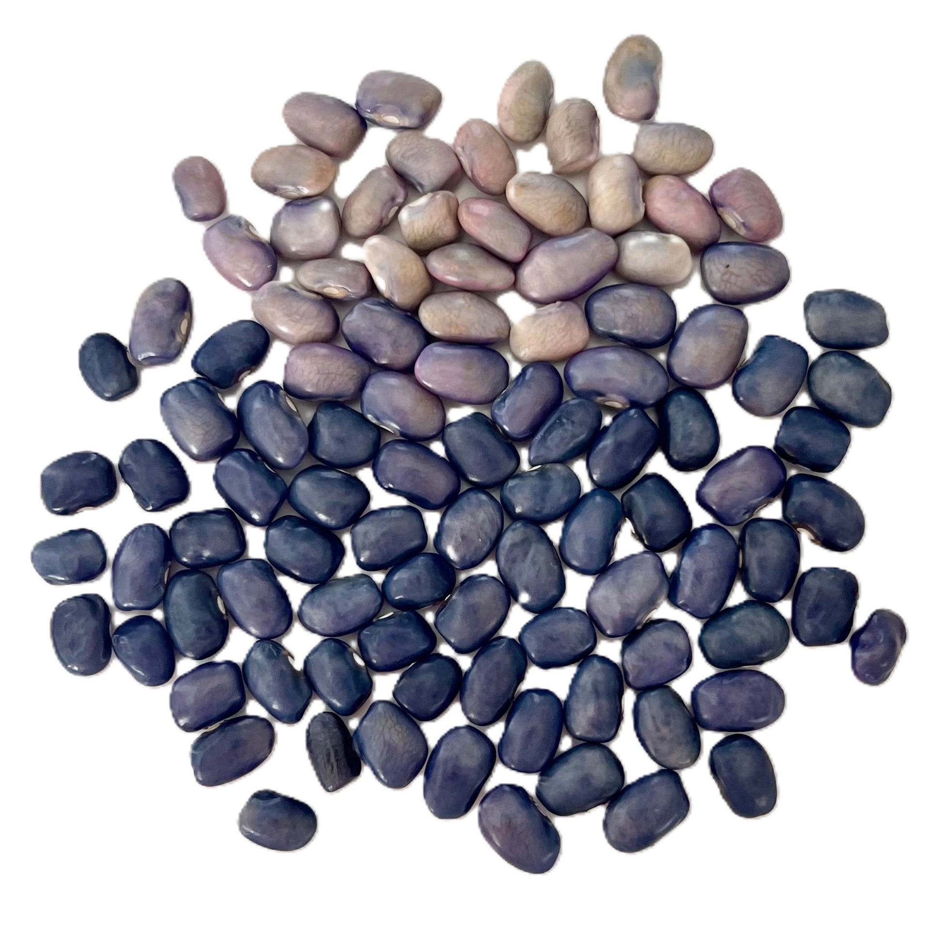 San Bernardo Blue Bean Seeds