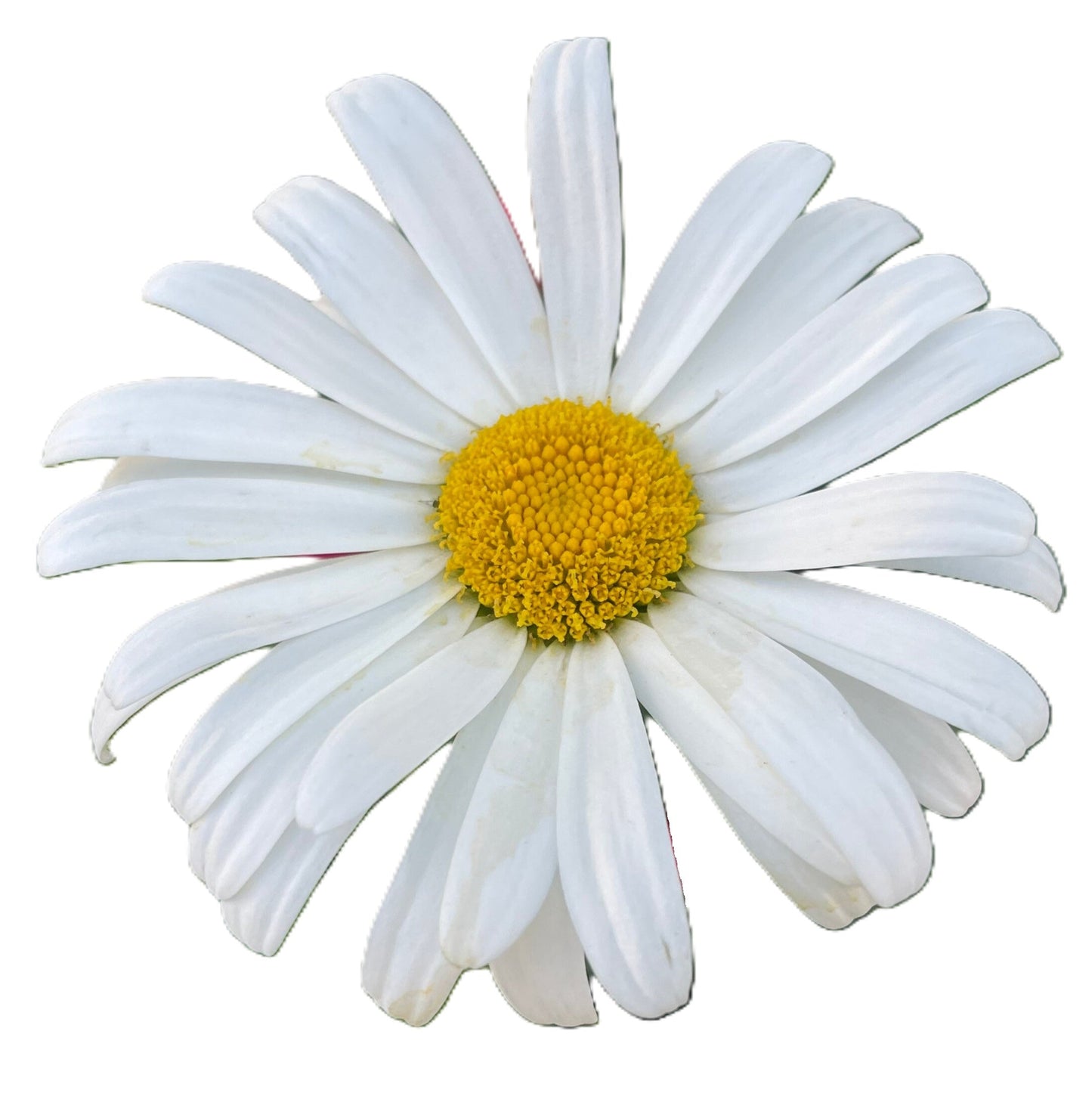 Shasta Daisy 50 Seeds