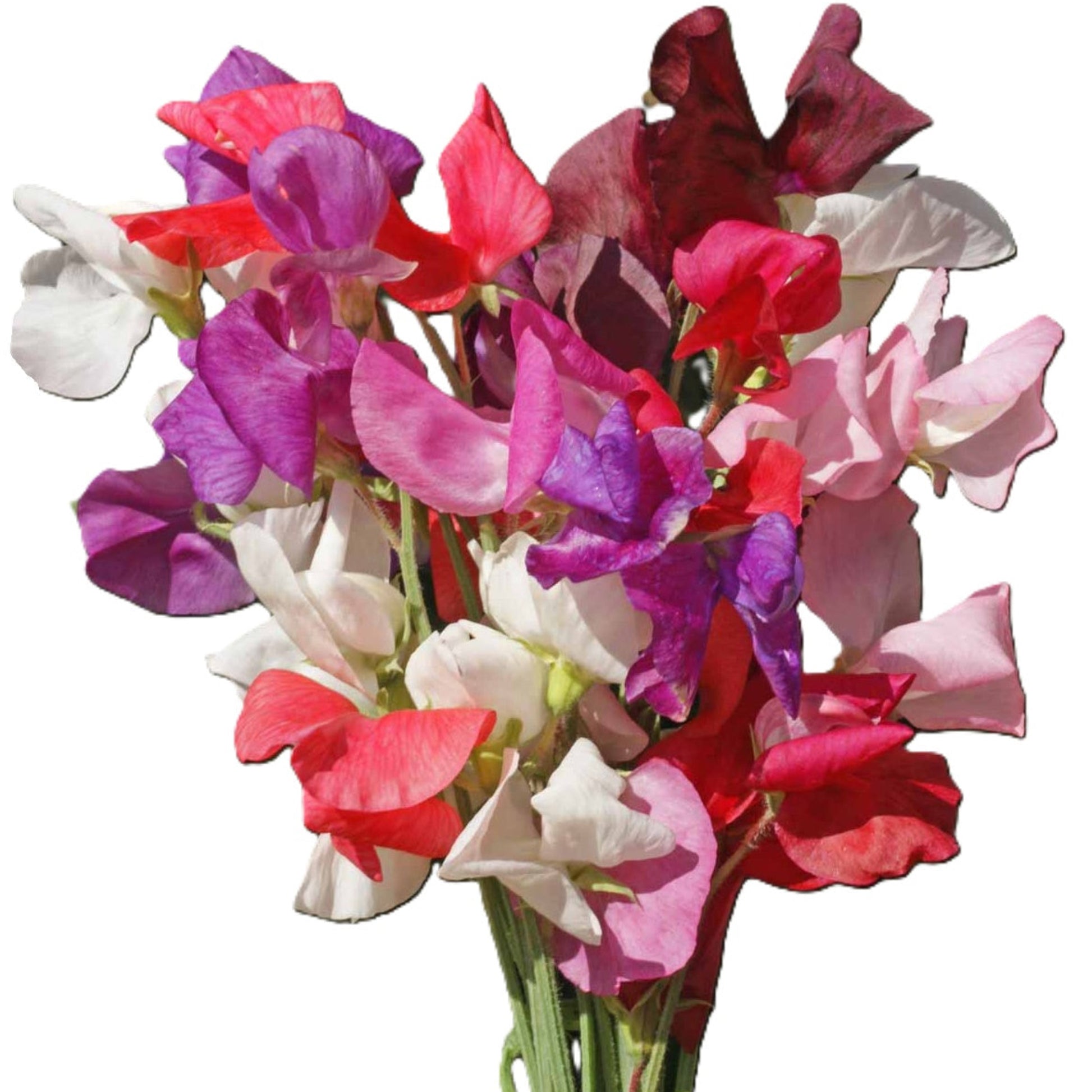 Sweet Peas Royal Family Seeds