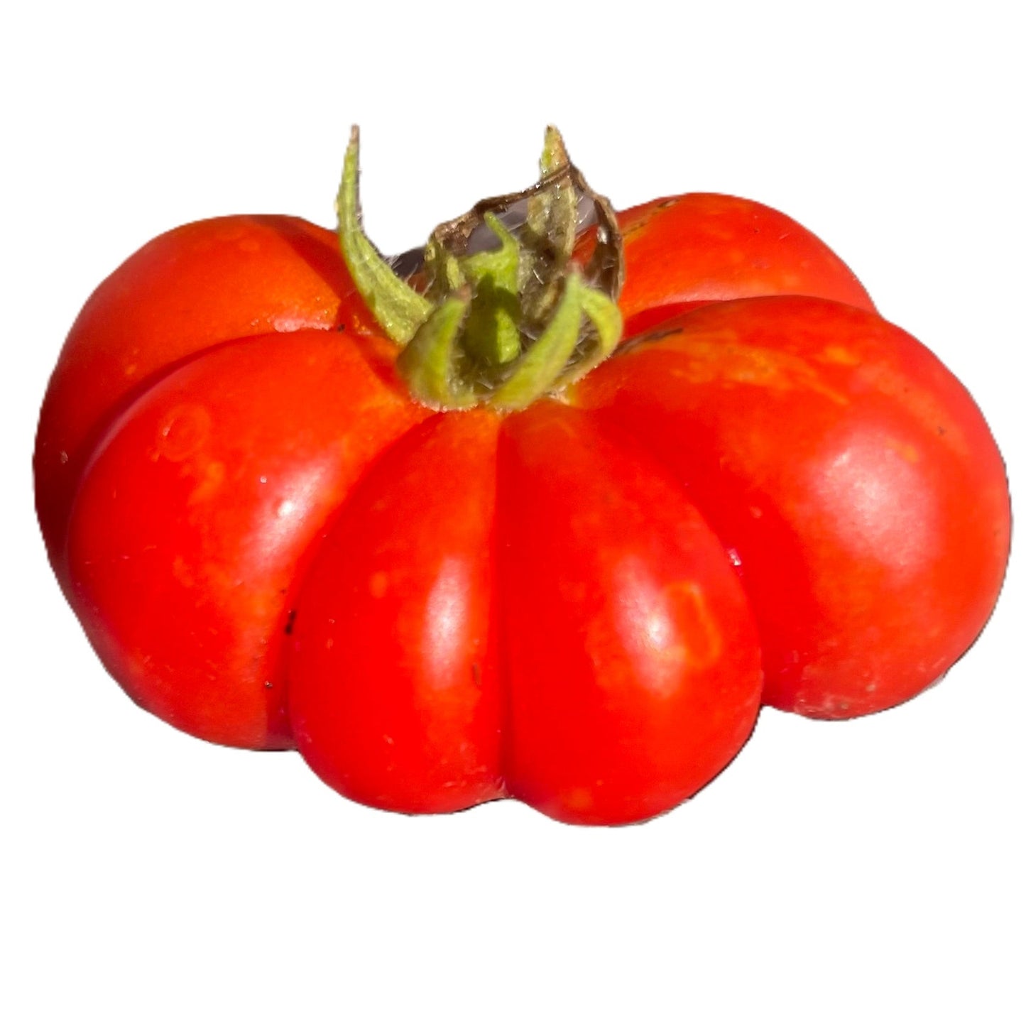 Traveler Tomato - Reisetomate - Voyager Tomato Seeds