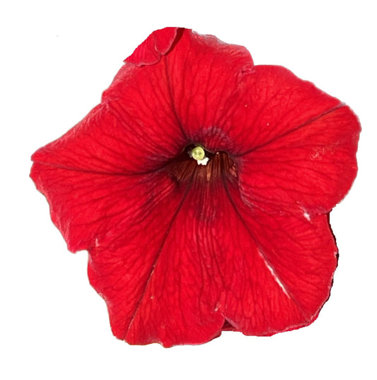 Red Petunia 100 Seeds