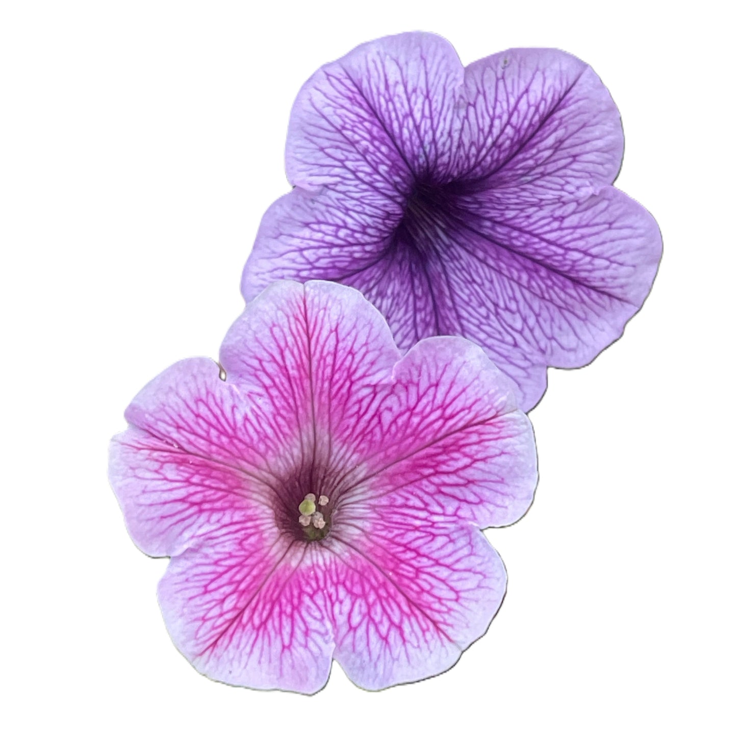 Veined Mix Petunia 100 Seeds
