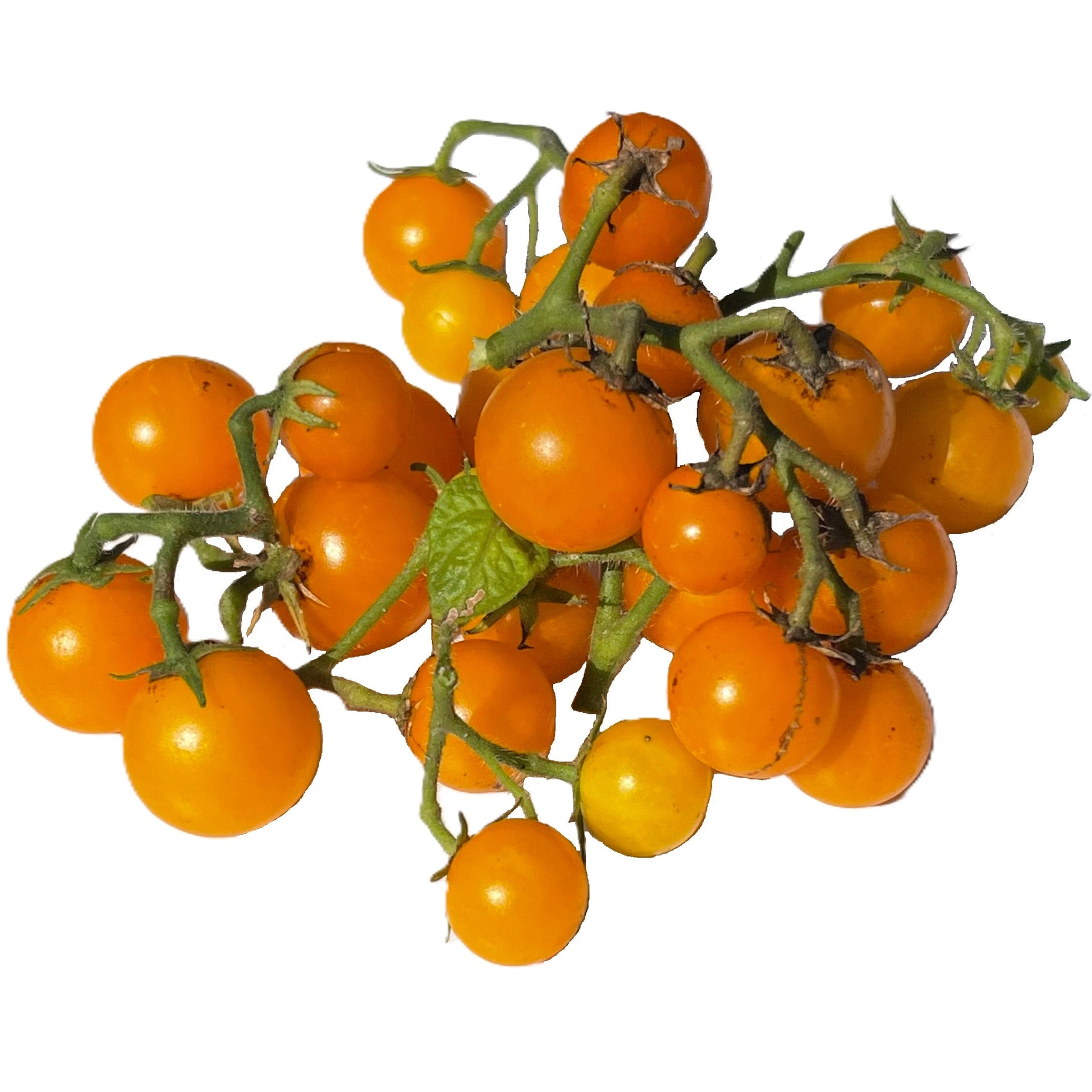 rare micro dwarf tomato seeds for container gardening”