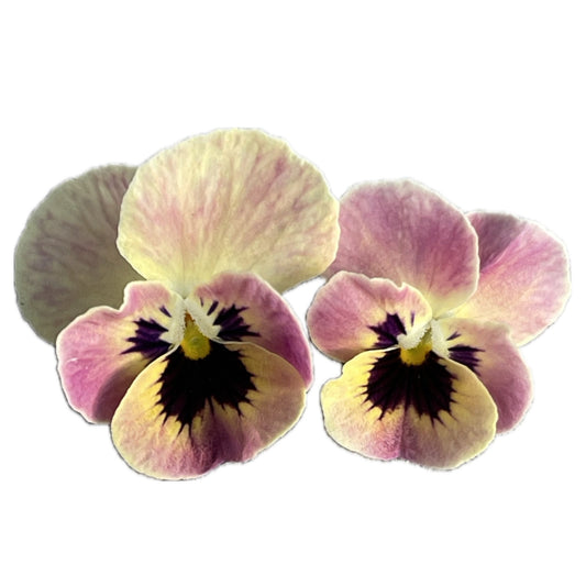 Viola Antique Laeta 10 Seeds