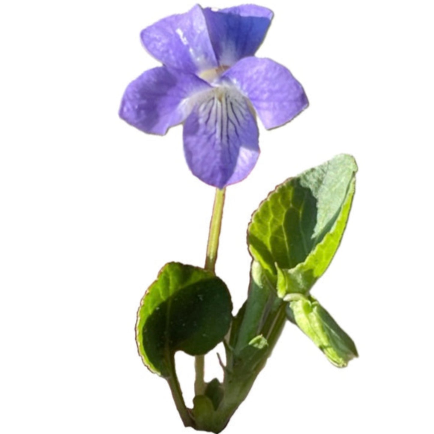 Early Blue Violet 25 Seeds