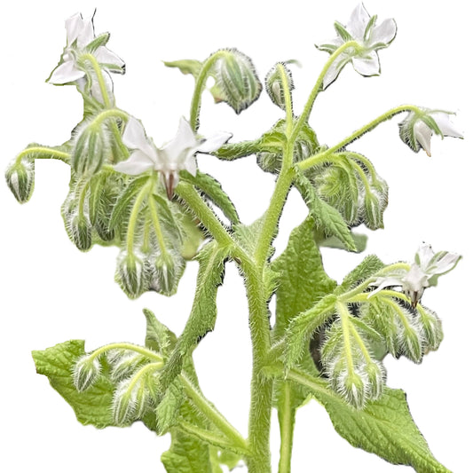 White Borage 30 Seeds