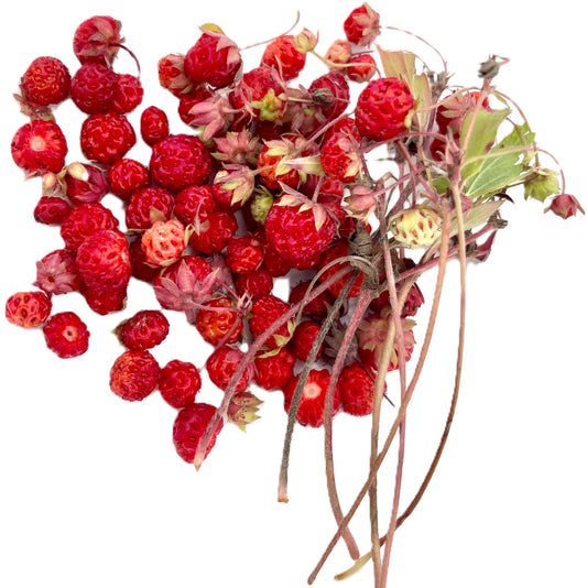 Wild Alpine Strawberry 100 Seeds