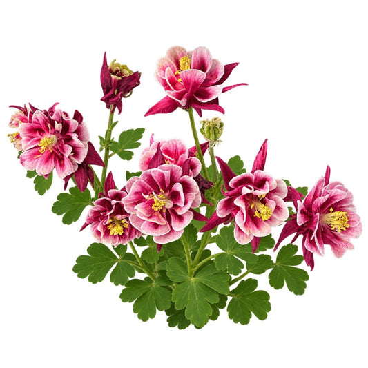 Winky Double Red and White Columbine Seeds