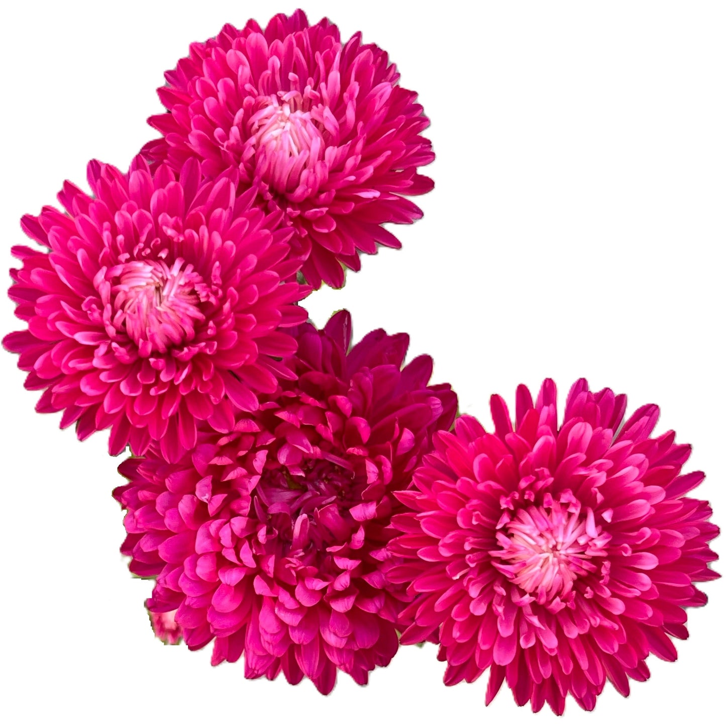 Tower China Pink Aster Seeds