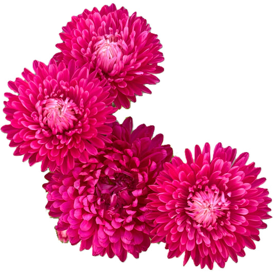 Tower China Pink Aster Seeds