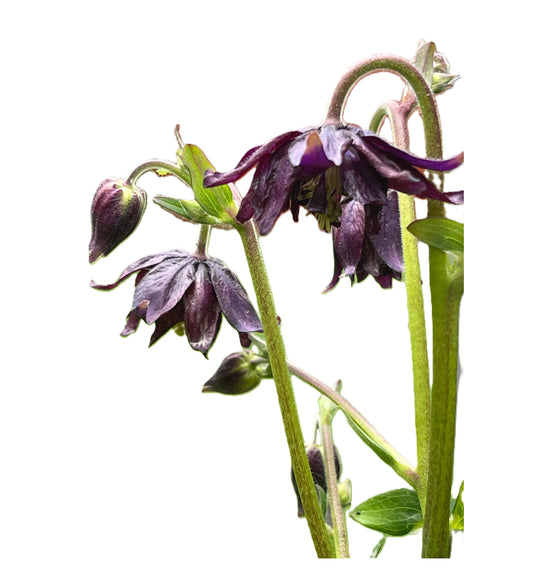 Columbine Barlow Purple 50 Seeds