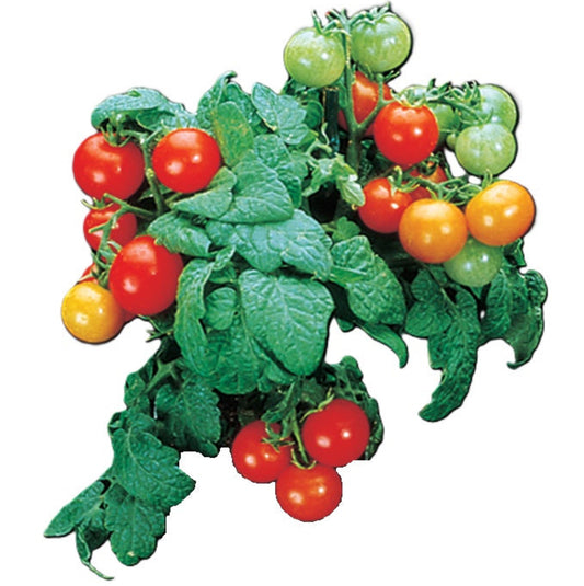 Birdie Rouge Micro Dwarf Tomato Seeds