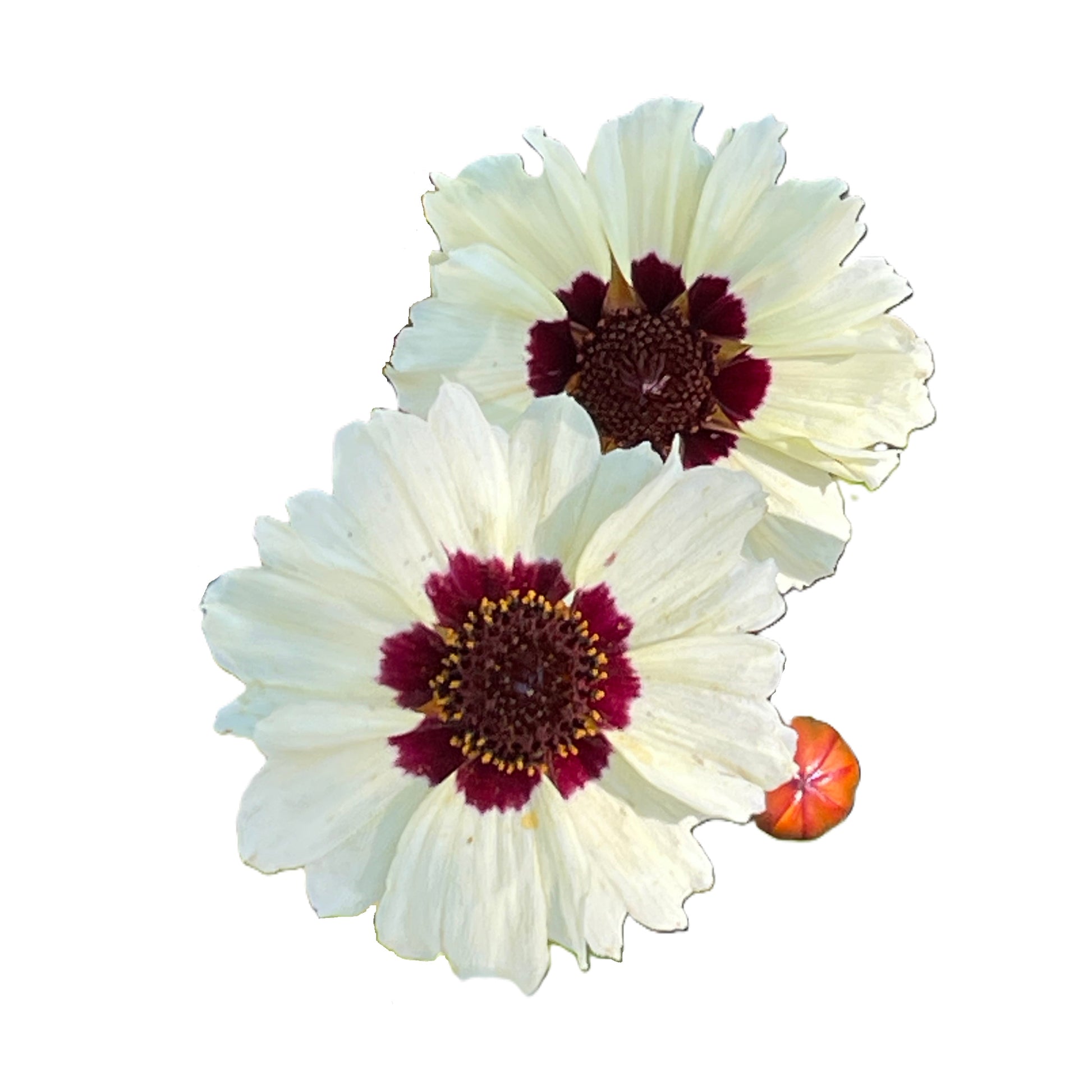 Mädchenaugen (Coreopsis) Kaufen