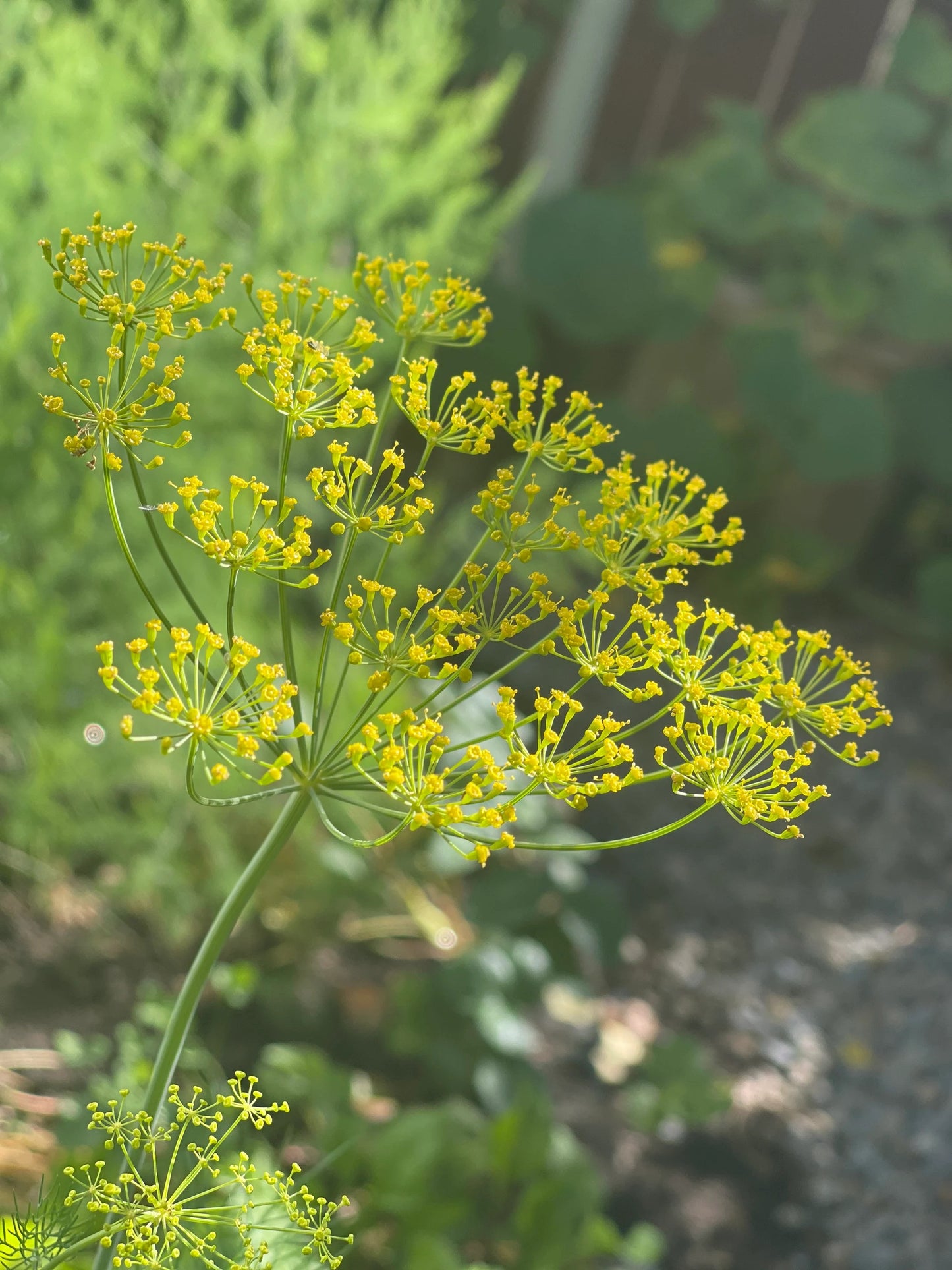 Dill 200 Seeds