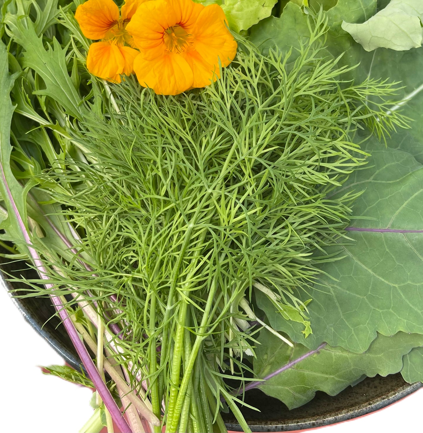 Dill 200 Seeds