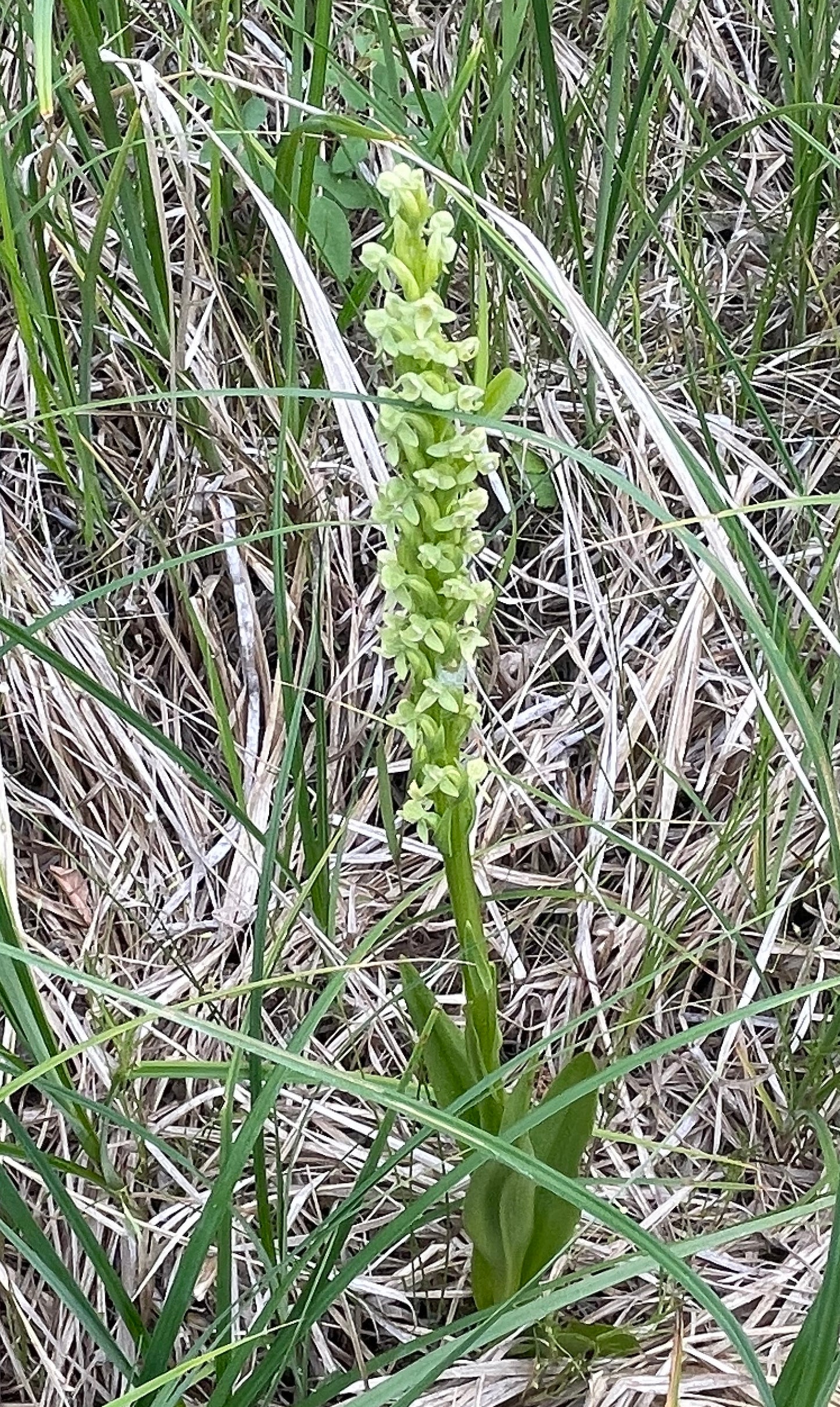 Northern Green Bog Orchid - Platanthera hyperborea 1000 Seeds