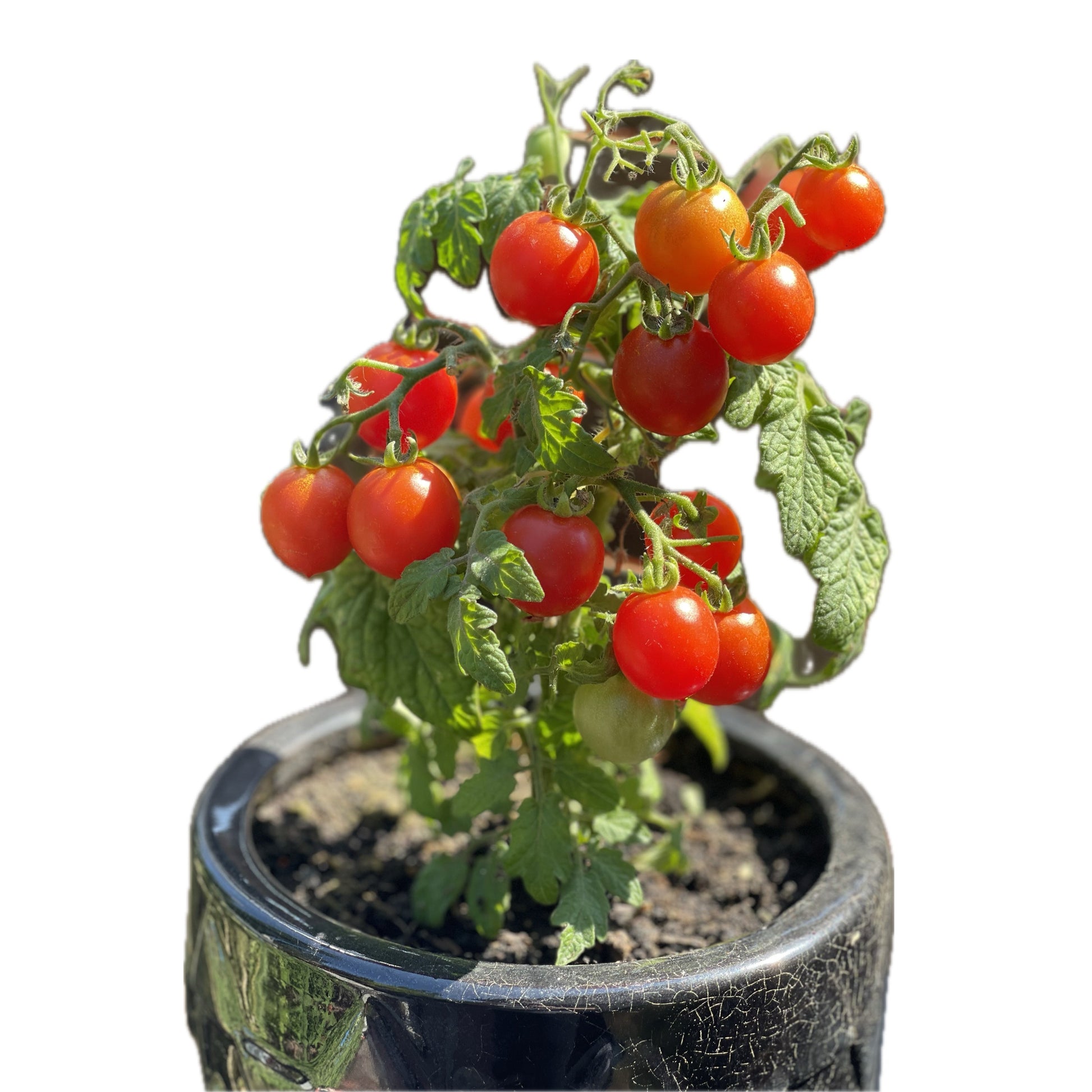 mini indoor tomato plant Tiny Tim Micro Dwarf Tomato 20 Seeds – LIZA'S PLANTS YYC