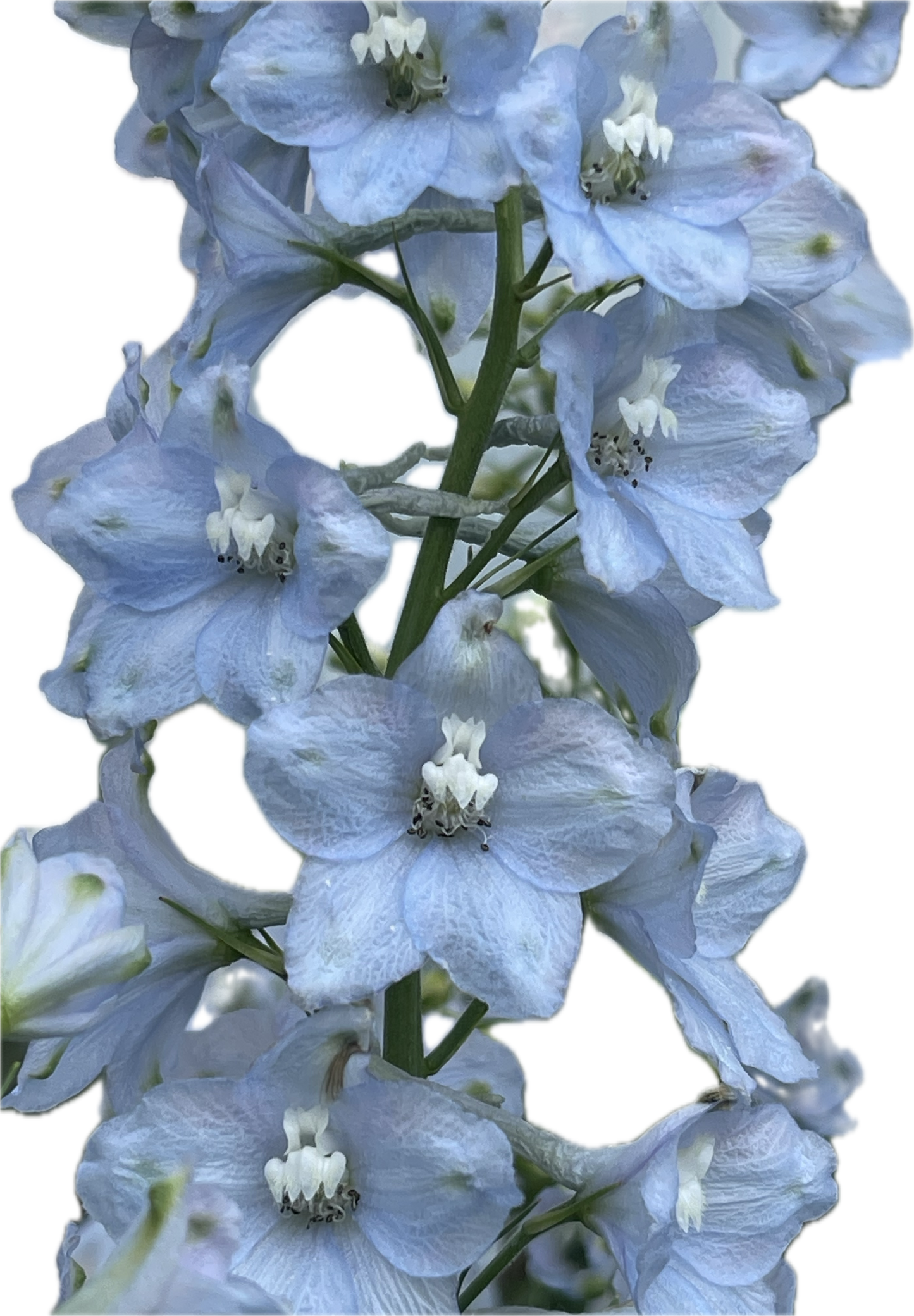 Light Blue Delphinium 100 Seeds