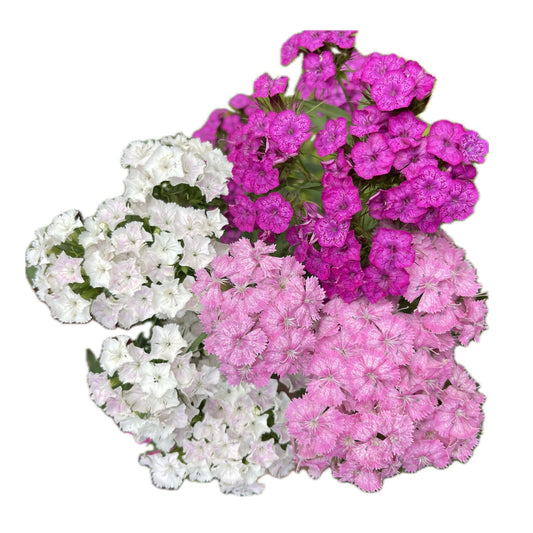 Pink and White Sweet William Mix 100 Seeds