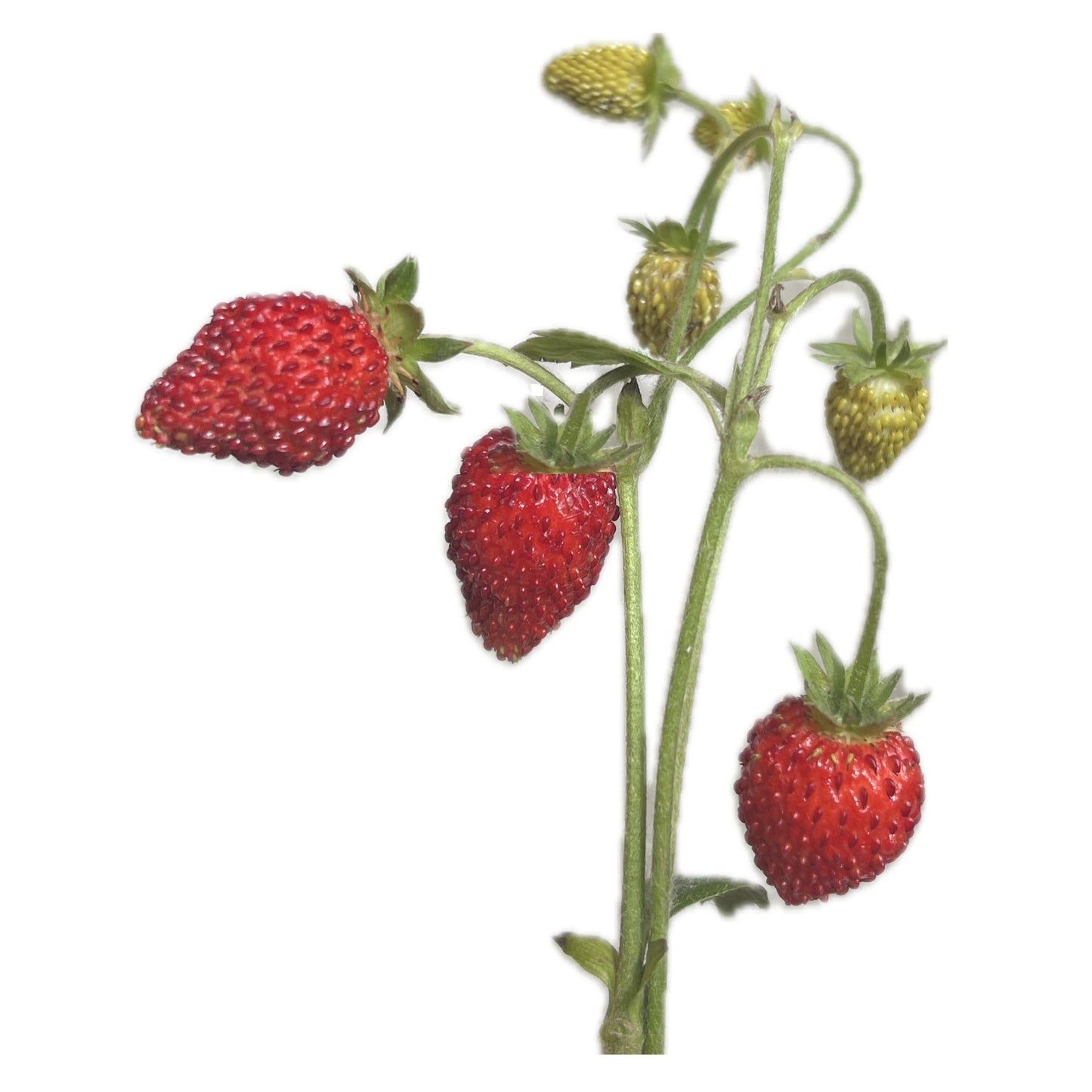 Red Alpine Strawberry 100 Seeds