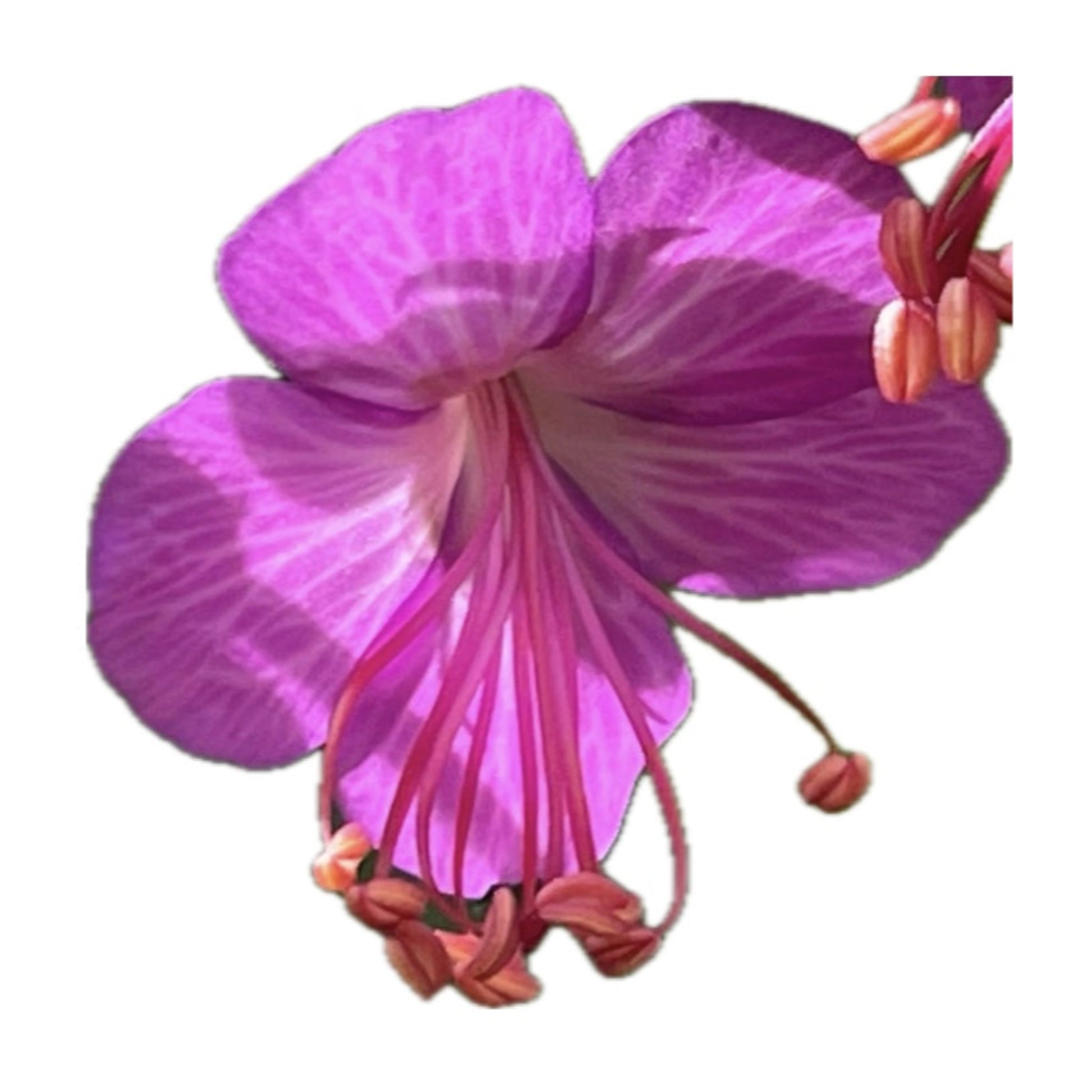 hardy geranium from seed Bigroot Geranium Hardy Perennial 25 Seeds – LIZA'S PLANTS YYC
