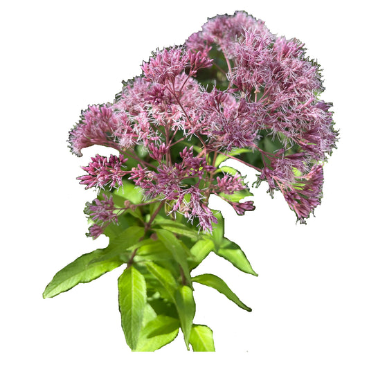 Joe Pye Weed 150 Seeds