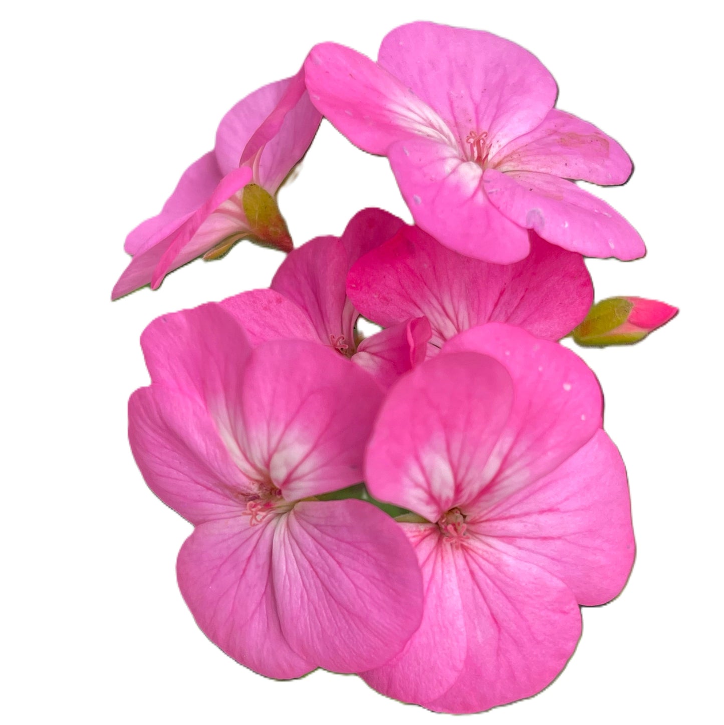 Lavender Geranium 20 Seeds