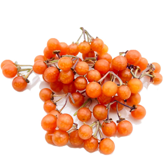 Otricoli Orange Berry - Solanum Nigrum 100 Seeds
